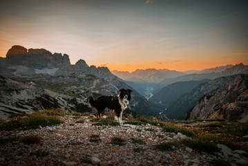 Mountain dog