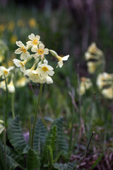 Closeup of tall light yellow flower the true oxlip- Primula elatior, in garden, Lithuania