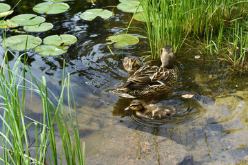 Mother mallard duck swimming with small ducklings on the pond