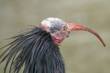 northern bald ibis closed up