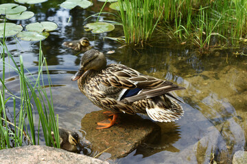 Mother mallard duck with small ducklings on the pond
