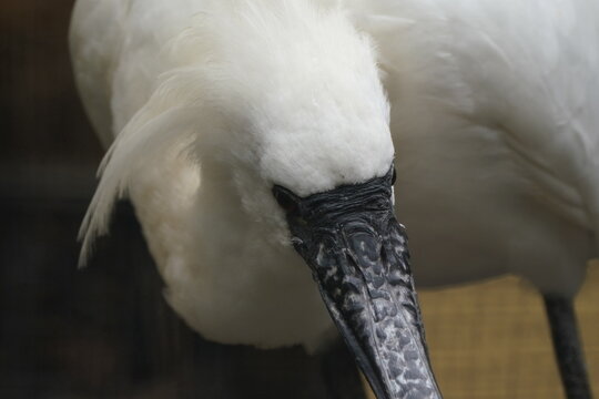 Black Faced Spoonbill Closed Up