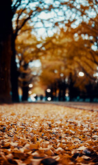 紅葉　並木道　銀杏