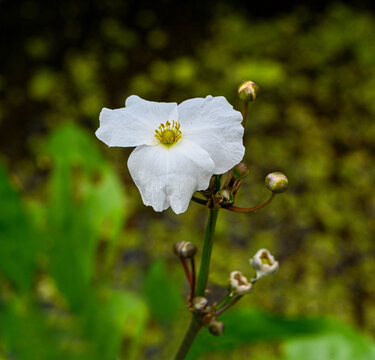 Beautiful small white flower echinodorus hybride is a aquatic plant