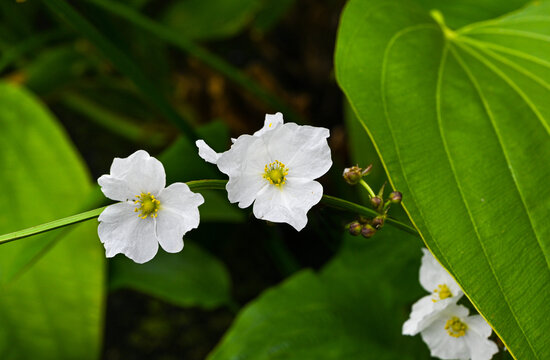 Beautiful small white flower of Argentine frog spoon or Echinodorus Argentinensis is a aquatic plant