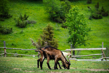 Brown goat grazing on meadow, wide angle close photo