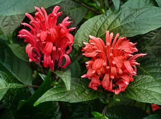 Brazilian plume flower or flamingo flower (Jacobinia magnifica or Justicia carnea) is a perennial...