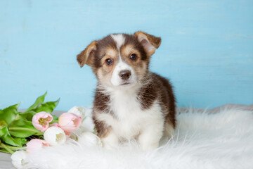 cute Pembroke Welsh corgi puppy with spring flowers on a blue background