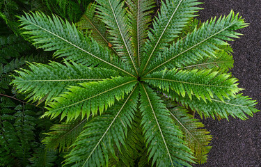 Blechnum gibbum called Silver lady or Dwarf tree fern (Blechnaceae, cultural form) is a ‚hard fern‘ of the Blechnum genus in the Blechnaceae family.