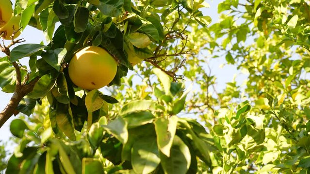Closeup view 4k stock video footage of green sunny banches of citrus trees growing outdoors in scenic garden. Foliage isolated on clear blue sky background