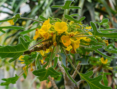 「Pedaliaceae」の画像 255 件の Stock 写真、ベクターおよびビデオ Adobe Stock