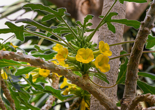 「Pedaliaceae」の画像 255 件の Stock 写真、ベクターおよびビデオ Adobe Stock