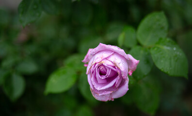 Drops of water on a pale pink rose. Blurred background. Macro. Garden, garden floriculture