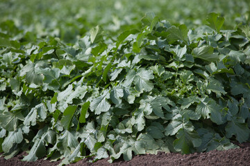 Close up of healthy green daikon radish leaves in a field