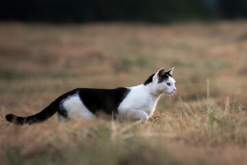 Naklejka na ściany i meble Domestic cat in the meadow hunts small rodents, cat in the meadow in search of food, rural landscape, natural meadow, domestic animal hunts