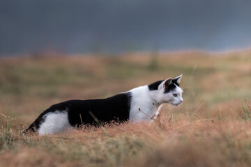 Domestic cat in the meadow hunts small rodents, cat in the meadow in search of food, rural landscape, natural meadow, domestic animal hunts