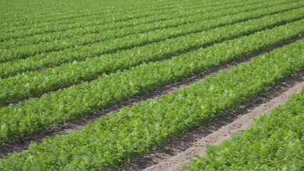 Fototapeta na wymiar Rows of young carrot plants in a field