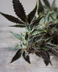 Fresh harvested cannabis flowers and buds photographed with a neutral light background