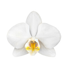 The white flower of the phalaenopsis orchid, isolated on a white background. Close-up. Top view.