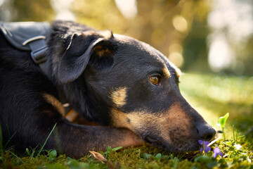 portrait of a dog in the sunshine on a meadow with flowers