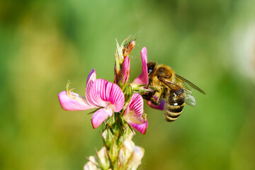 A close-up of a bee on a flower