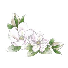 Bouquet of magnolia flowers. Watercolor Hand draw illustration, isolated