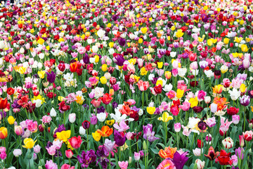 上部から撮影されたカラフルなチューリップ