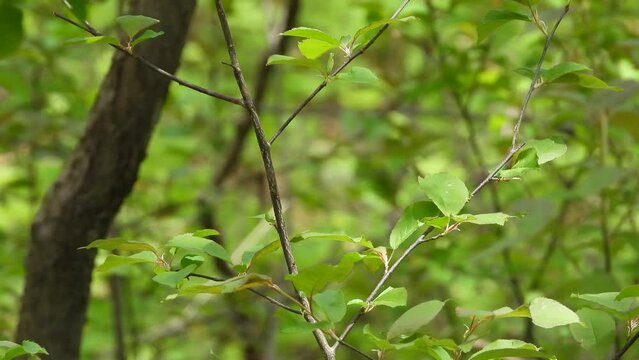 HD video of one of Wilson's Warblers perched on a tree branch then flying away. Beautiful Wilson warbler on a sunny day. bird footage