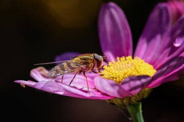 Hoverfly