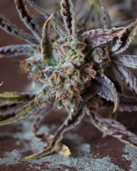 Fresh harvested cannabis buds and flowers. Marijuana flowers photographed with a light neutral background