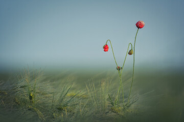 Naklejka premium Poppy