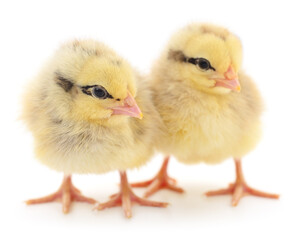 Two yellow chickens.