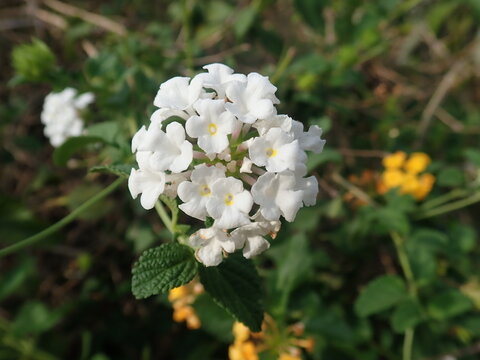 Lantana camara (common lantana) is a species of flowering plant within the verbena family (Verbenaceae).