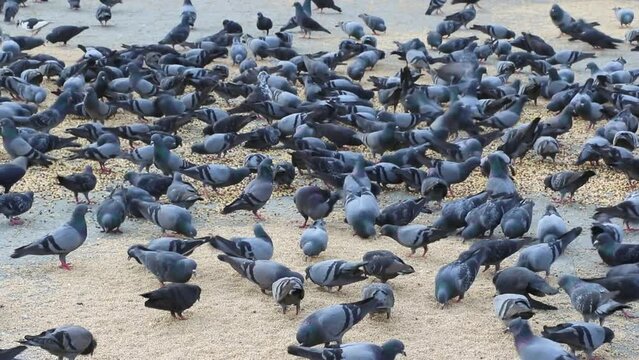 Feeding a large pigeon flock