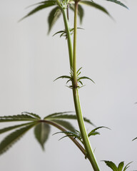 Cannabis leaves close up macro. Green marijuana leaves with a white background.