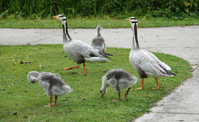Family goose: father, mother and three goslings. The youngsters are distracted from the walking task. These are bar-headed geese. They come originally from India.
