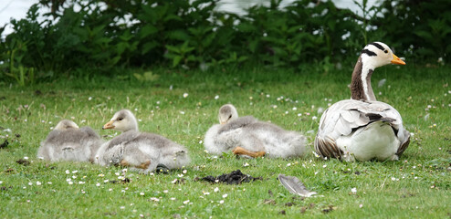 Mother goose with three young geese lying in a meadow. These are bar-headed geese. They come originally from India.