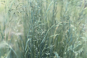 Silver grass in a meadow. Nature background
