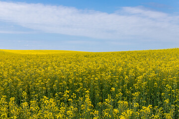 Blooming canola field. Rape on the field in summer. Bright Yellow rapeseed oil. Flowering rapeseed. with blue sky and clouds