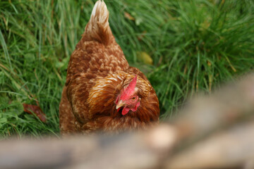 Brown hen roaming freely in grass. Free gazing chicken looking for food. Reddish brown and red color of chicken feathers. Close-up. Blurred foreground and background