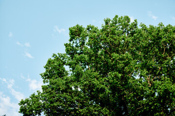 Fototapeta na wymiar Spring green leaves on a tree against a blue sky,