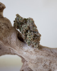 Dried and trimmed cannabis buds. Green marijuana buds with light natural background