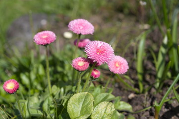 Pink daisy perennial pompom (Lat. Bellis perennis) blooms in the garden © koromelena