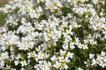 Blooming Arabis in the garden, background