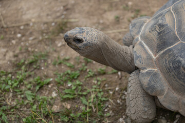 Geochelone gigantea, close up of a Aldabra giant tortoise