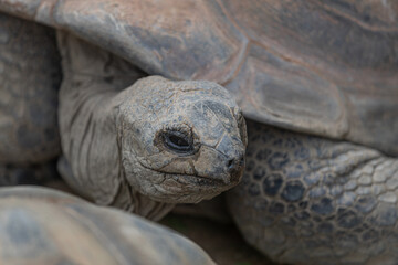 Geochelone gigantea, close up of a Aldabra giant tortoise