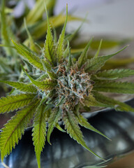 Cannabis flowers and buds freshly harvested with a light neutral background
