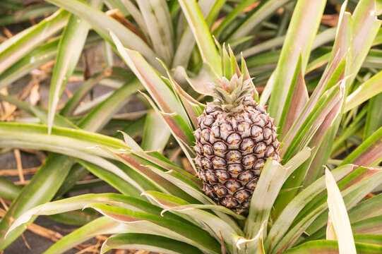 One big ripening pineapple of purple shade color among green leaves