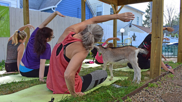 Goat Yoga