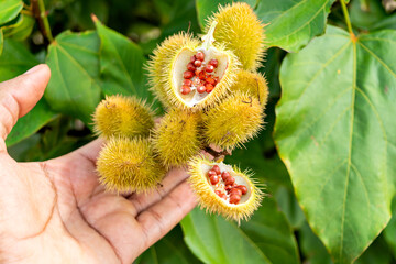 male hand holds annatto fruit, a plant of the Bixa orellana family, which is used as a spice, seasoning in Brazilian cuisine, 